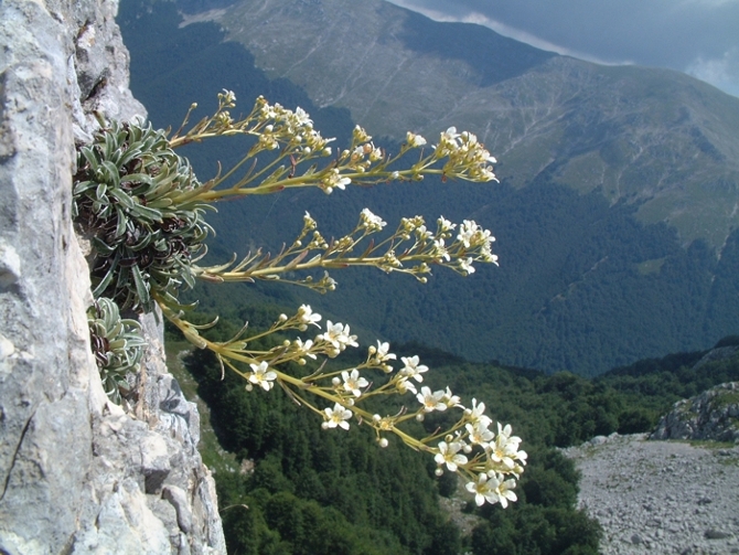 Saxifraga callosa